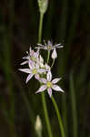 Little River Canyon onion